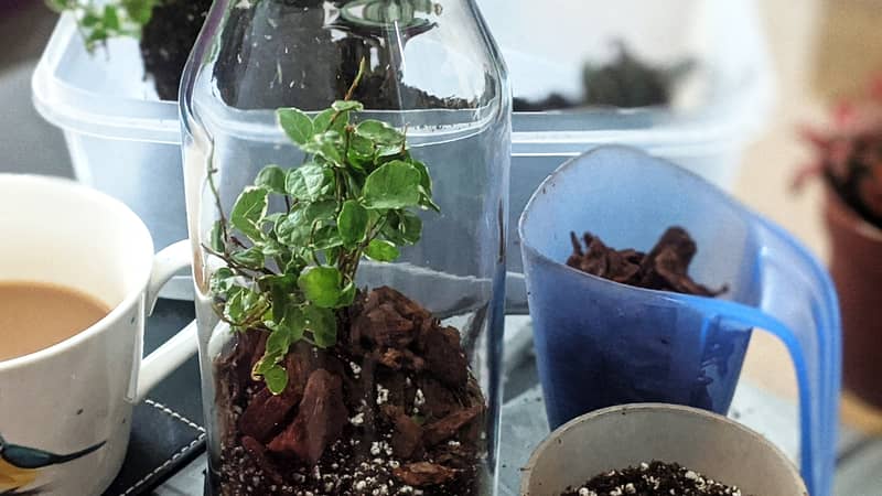 Humble beginnings, creating terrariums in my living room in 2020