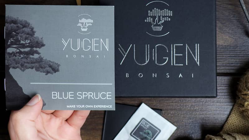 Blue Spruce Bonsai Growing Kit
