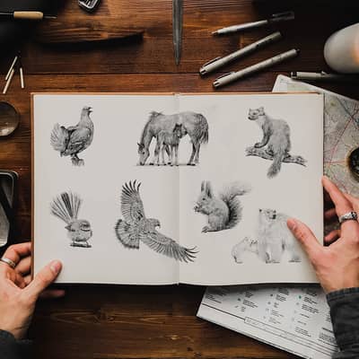 Wildlife animal sketches