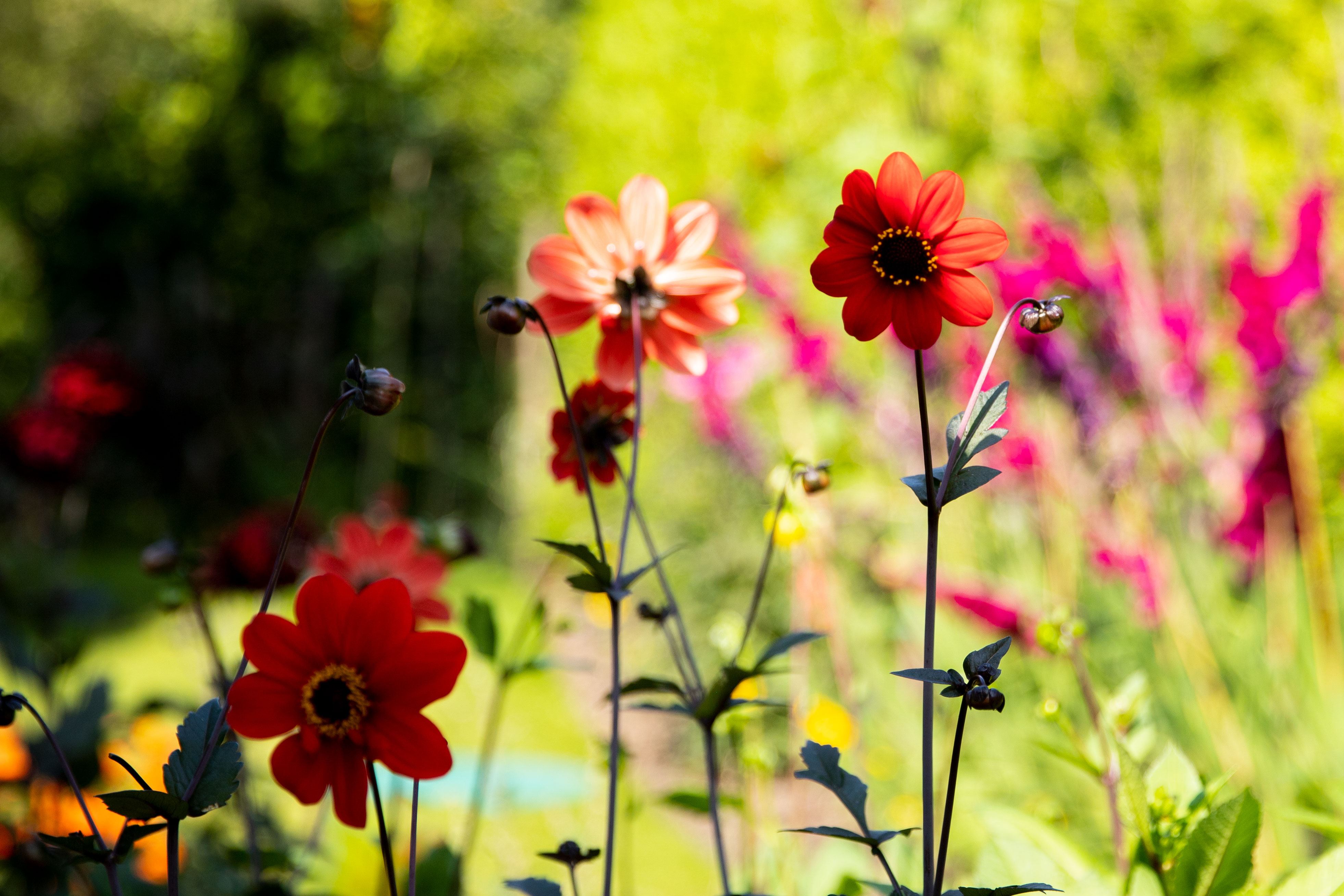 Some of our dahlias growing in later summer