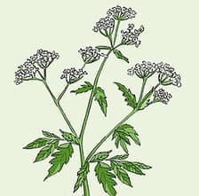 Hannah Grace Illustration logo