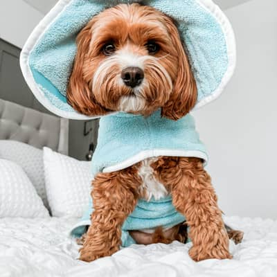 Cockapoo in Blue Drying Robe