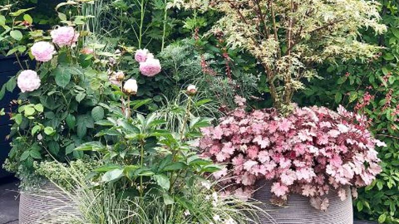 Nikki Hollier Border in a Box