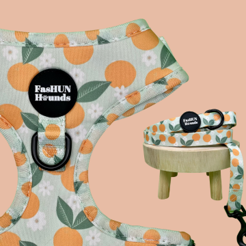 Oranges Harness and Lead