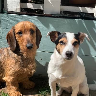 My dogs Russell and Lola