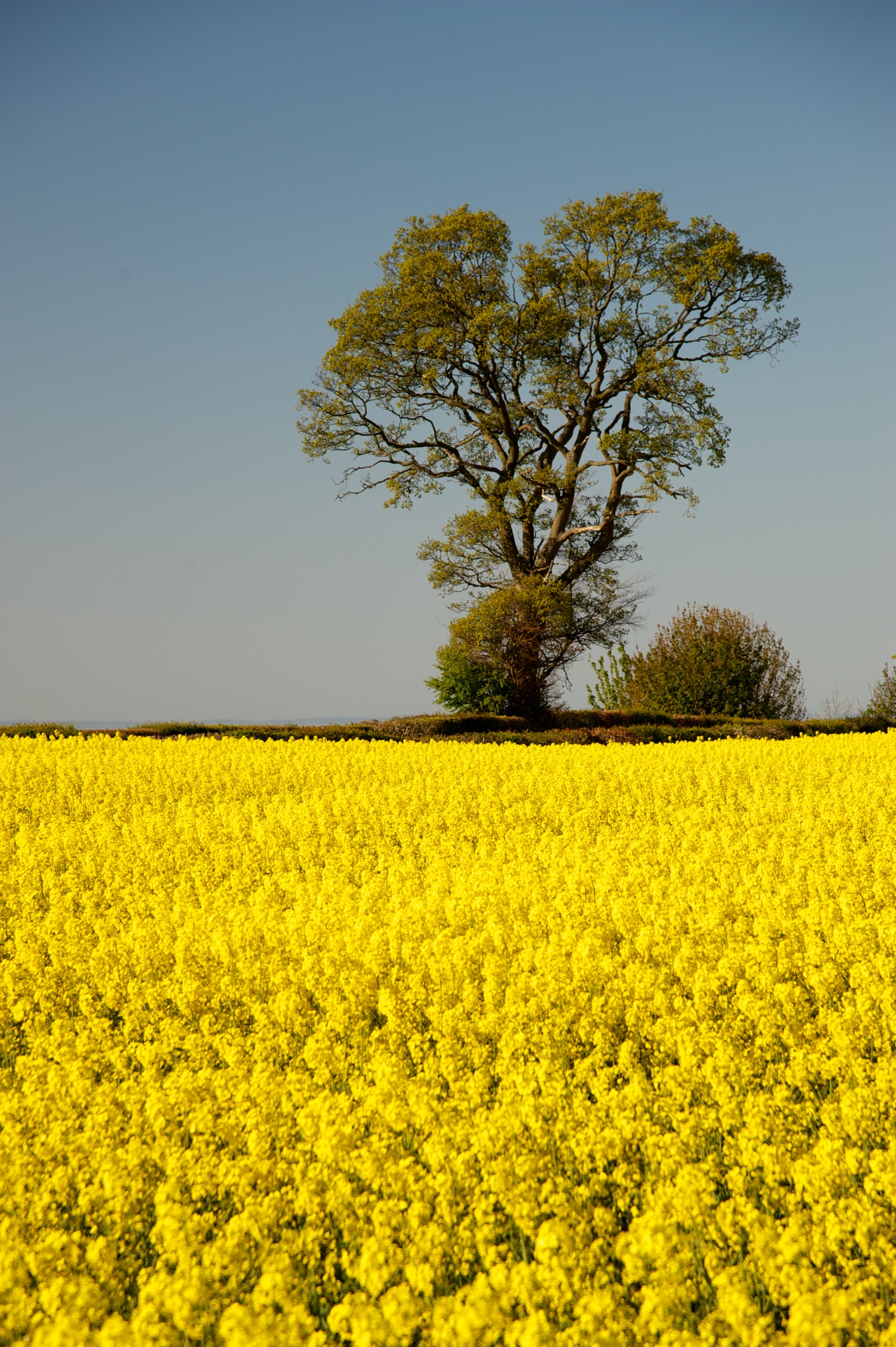 Rapeseed Crop