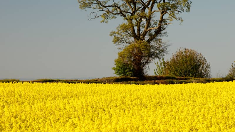 Rapeseed Crop