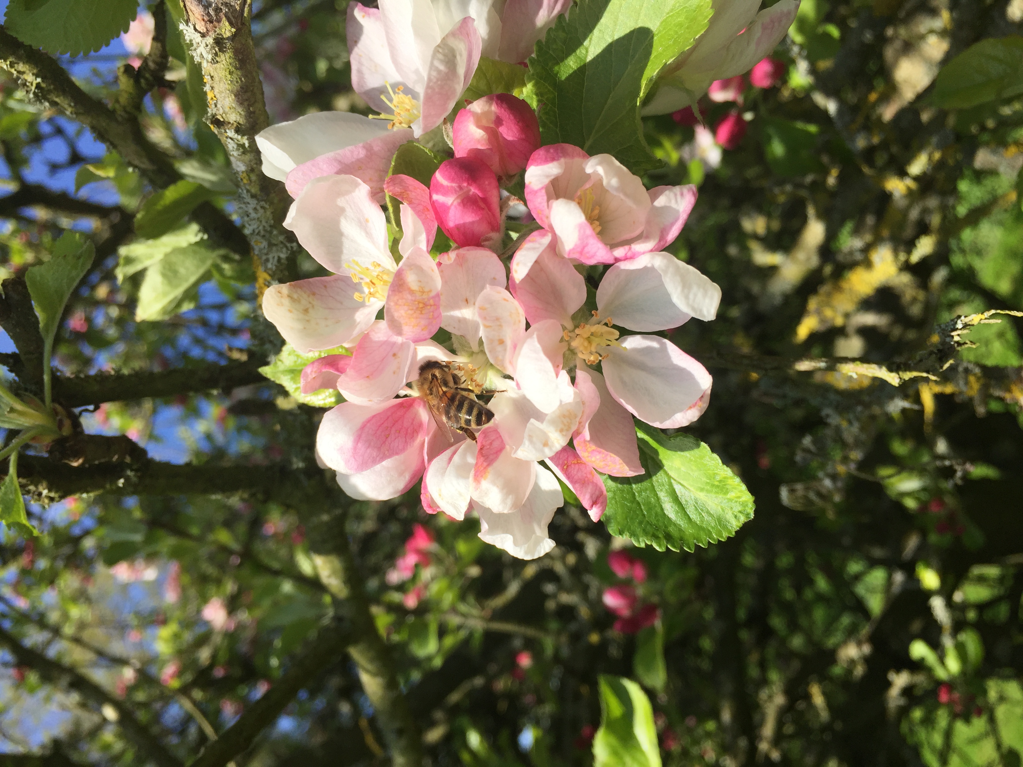 To make each tin of lip balm, our bees have visited over 70,000 Oxfordshire flowers!