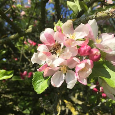 To make each tin of lip balm, our bees have visited over 70,000 Oxfordshire flowers!