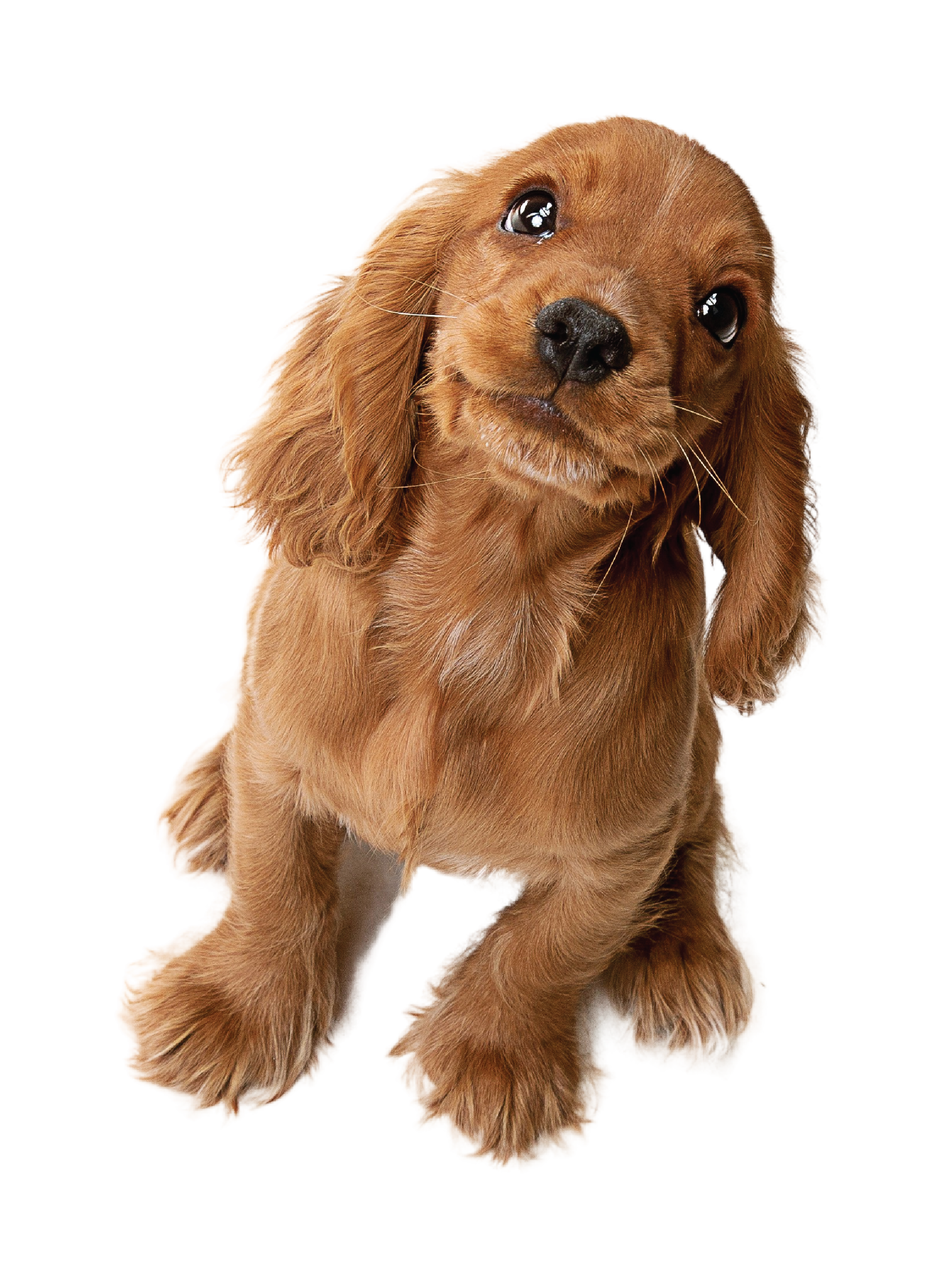 Charlie, the cheeky CEO himself.