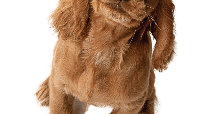 Charlie, the cheeky CEO himself.