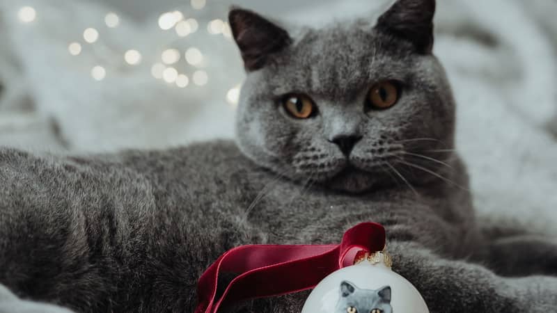 Pet Portrait Bauble