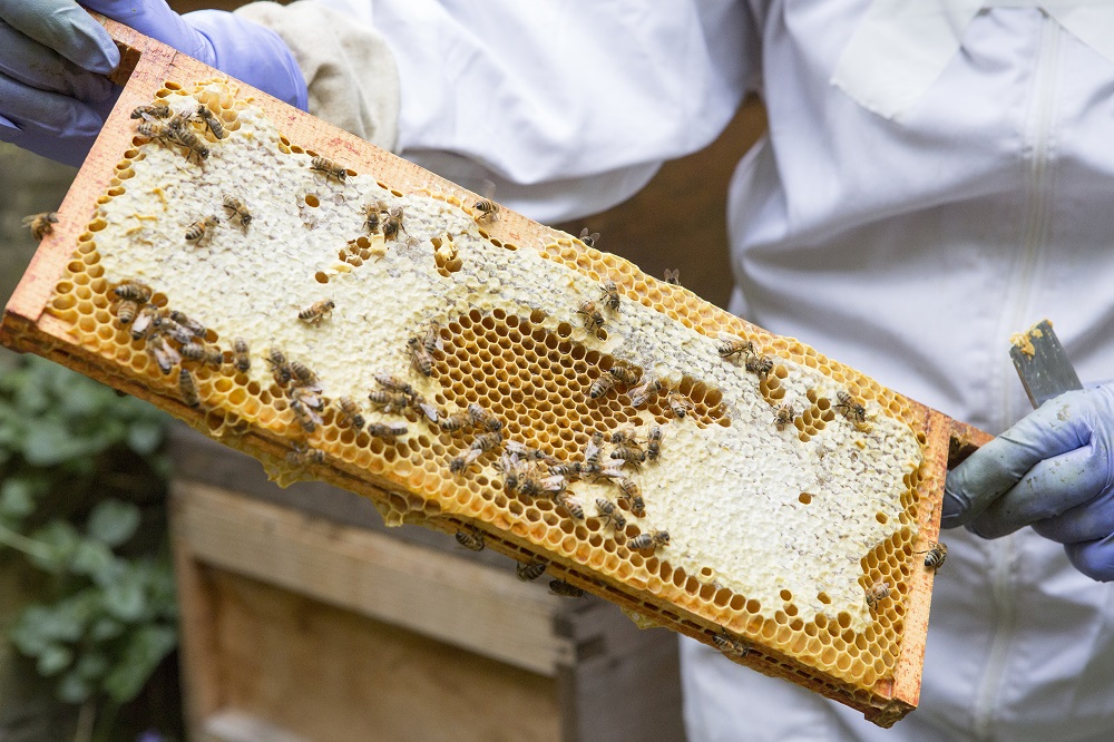 Beeswax from our Hives