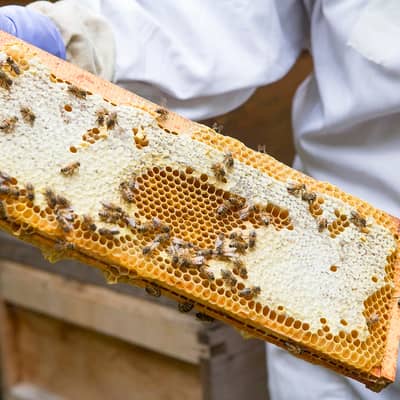 Beeswax from our Hives