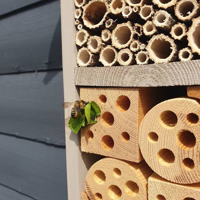 Leafcutter Bees using the Bee Hotel
