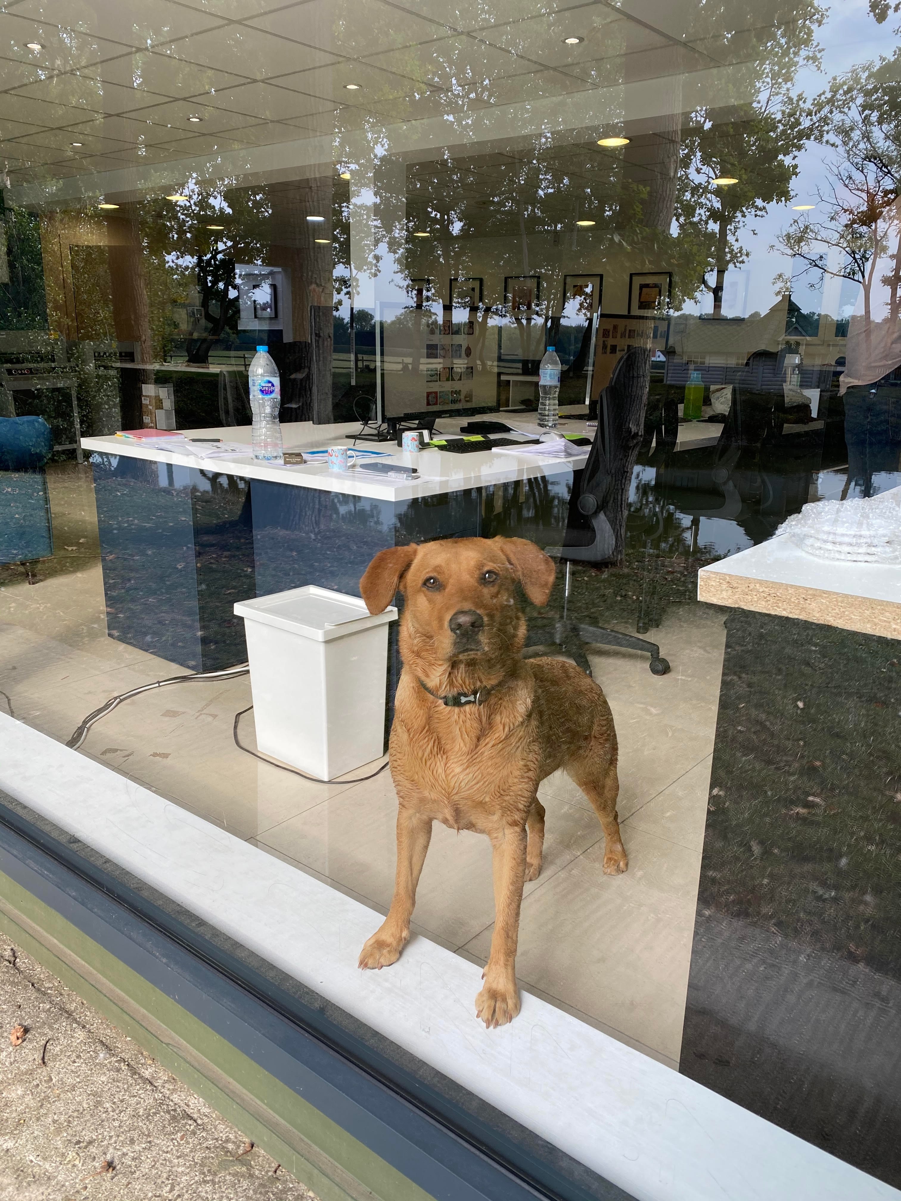 River - the Office Dog