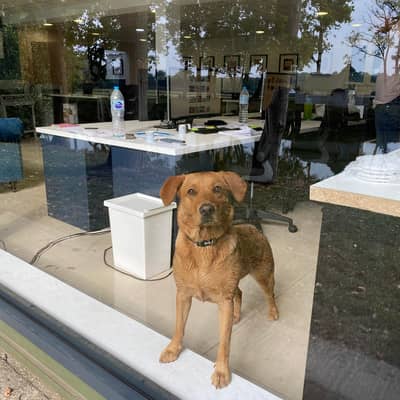 River - the Office Dog