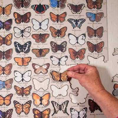 A hand placing a butterfly into a partly completed Butterflies of the British Isles jigsaw Puzzle.