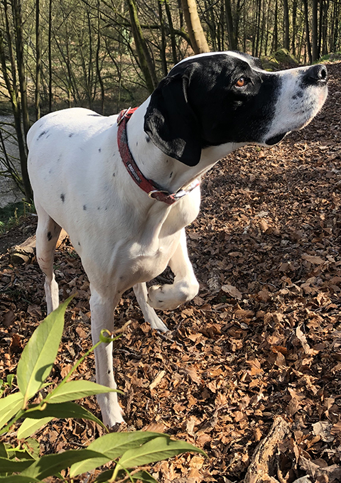 Charlies Flame Dog Collar