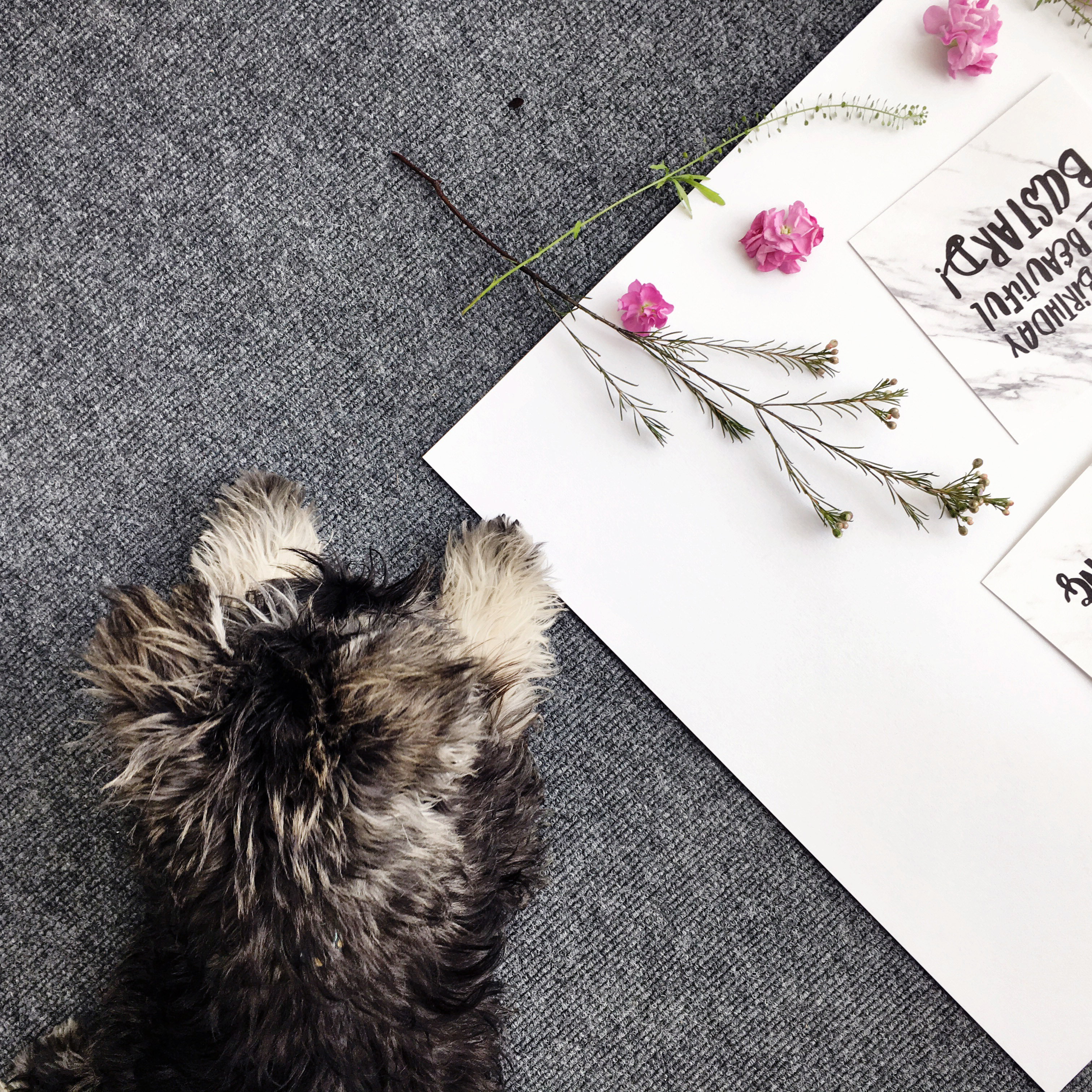 Skyler the Miniature Schnauzer supervising a product shoot