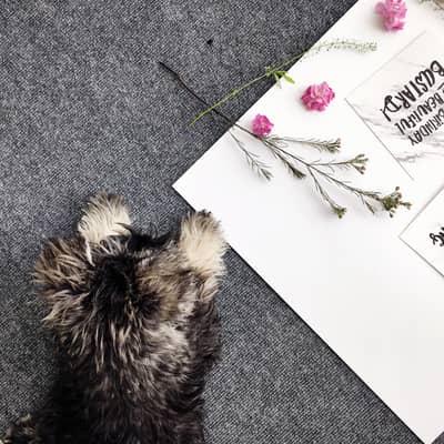 Skyler the Miniature Schnauzer supervising a product shoot