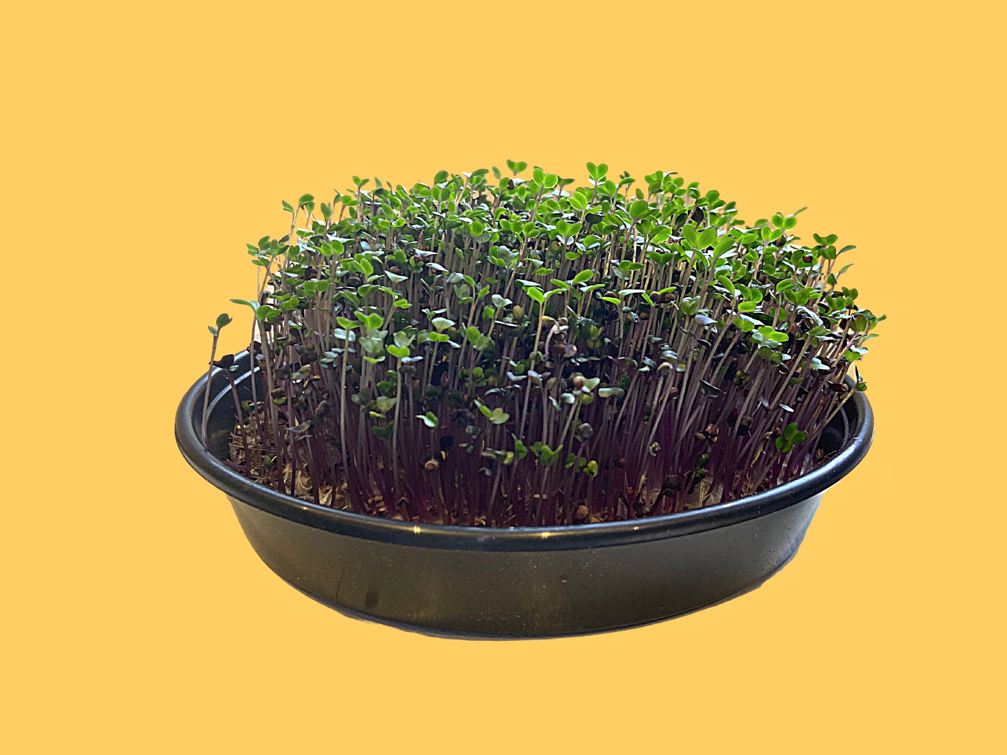 Micro greens