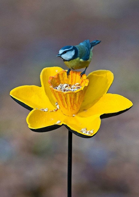 Feeding garden birds