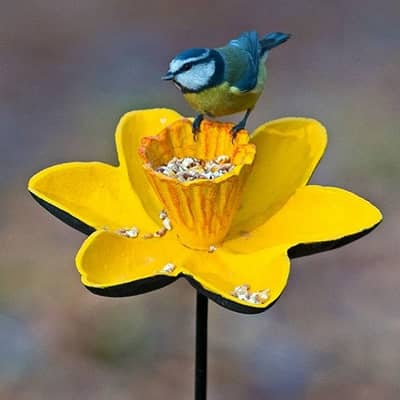 Feeding garden birds