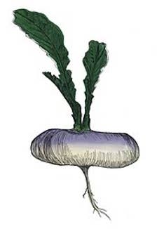 Norfolk Napkins logo