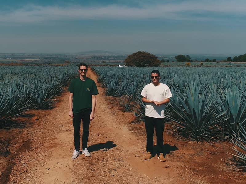 Jack & Tom amongst the blue agave