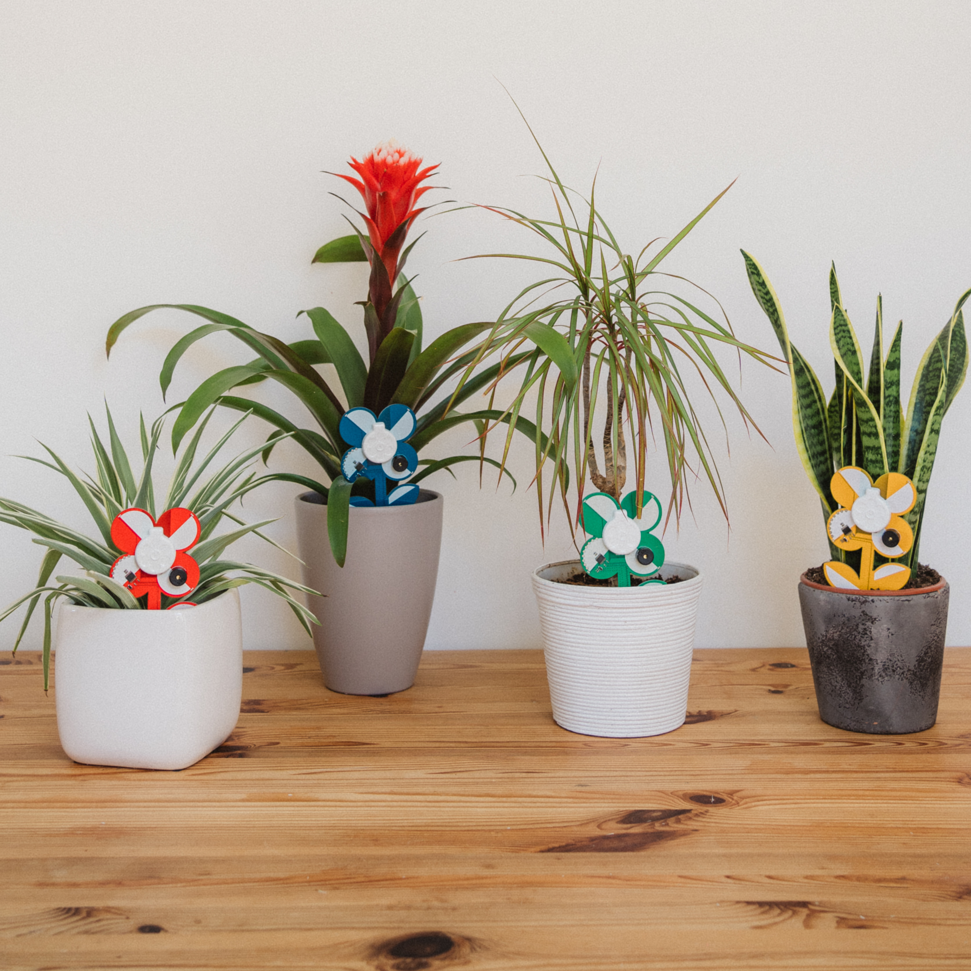 The whole Power Flower family!