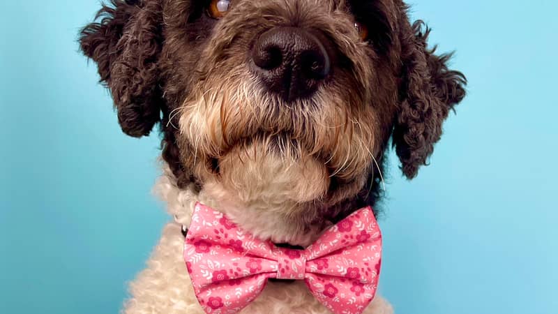 dog wearing a pink floral dog collar bow tie