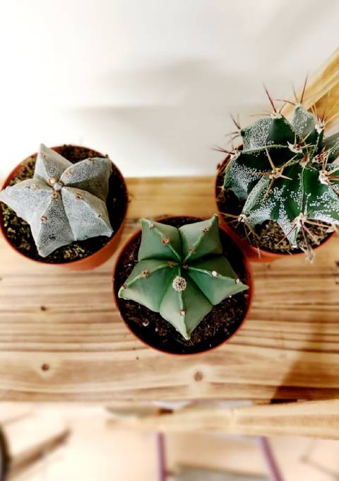 Bishops Caps Cactus - just one of the prickly plants available from Pretty Cactus Plants 