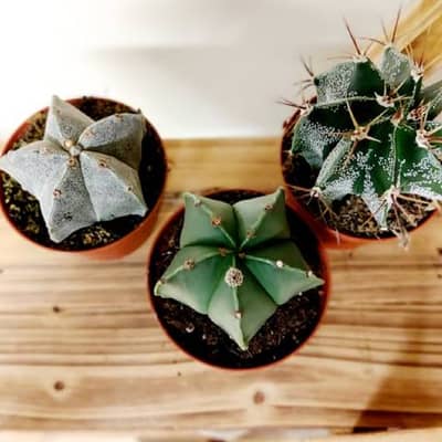 Bishops Caps Cactus - just one of the prickly plants available from Pretty Cactus Plants