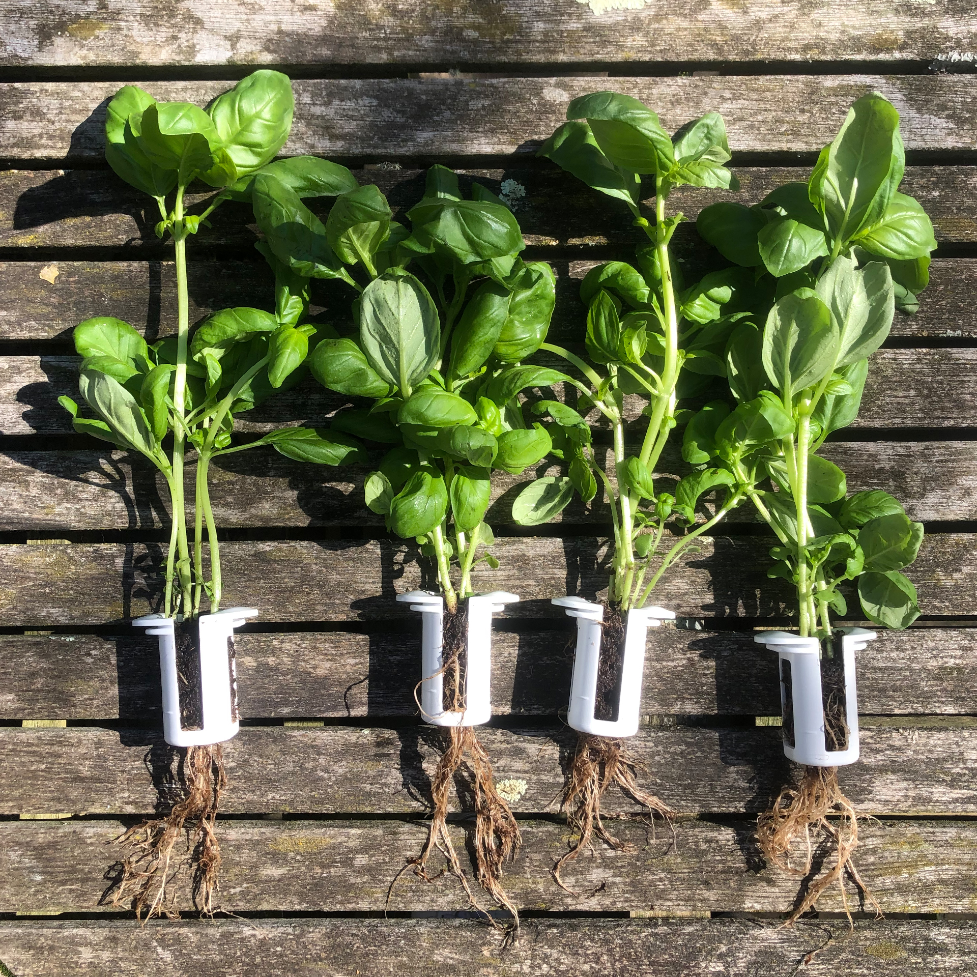 Basil harvest