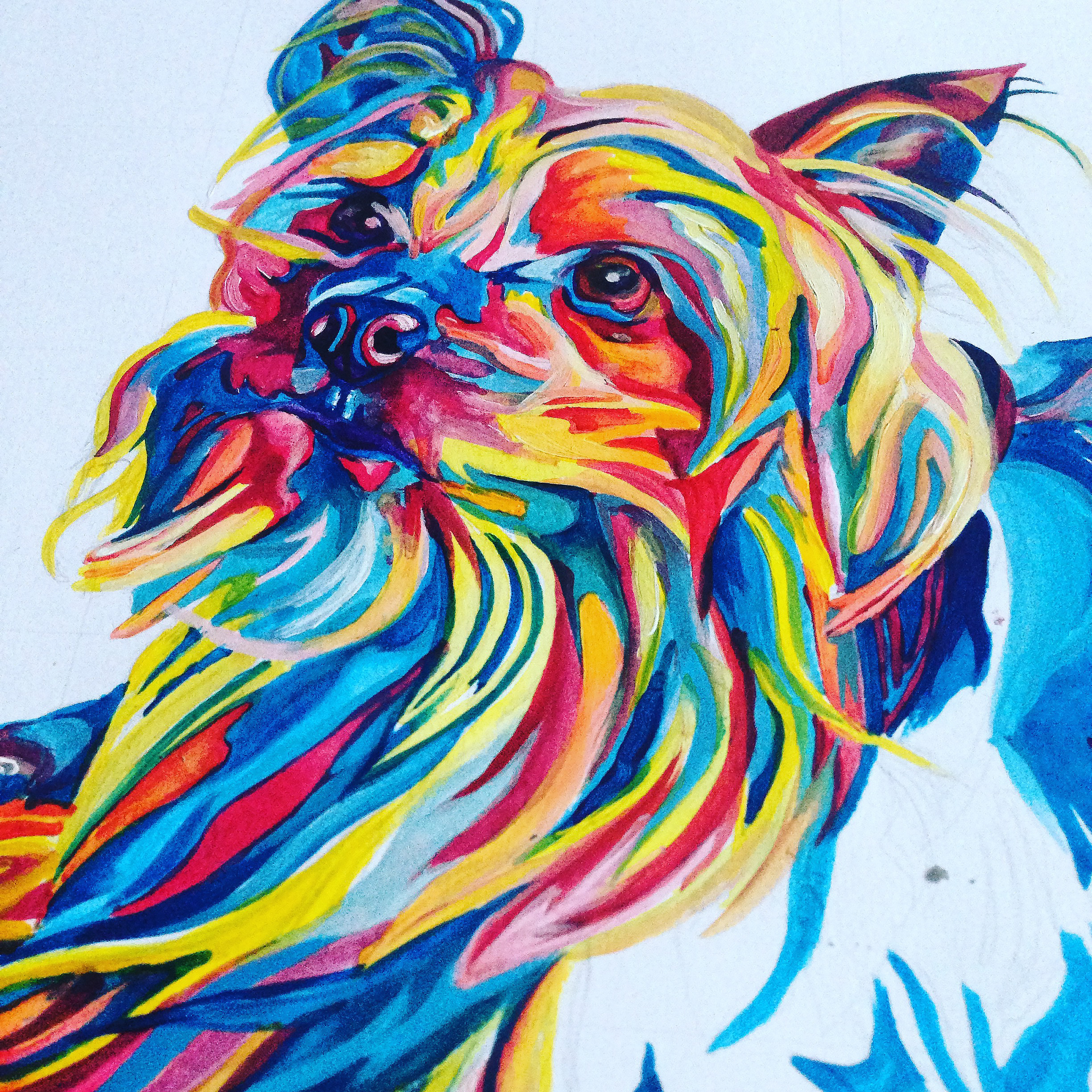 colourful bright multicoloured pet portraits