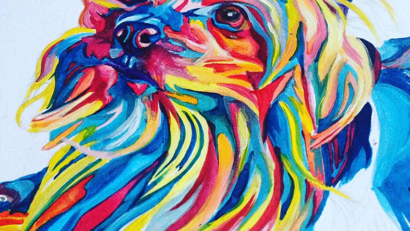 colourful bright multicoloured pet portraits