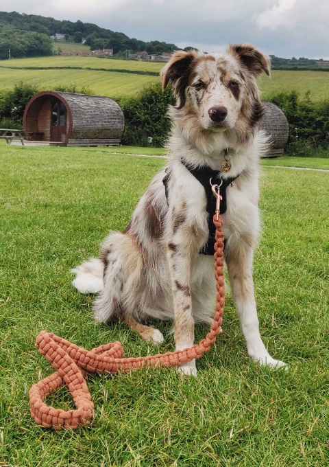Jaspar the dog modelling our Chunky Macramé Dog 
