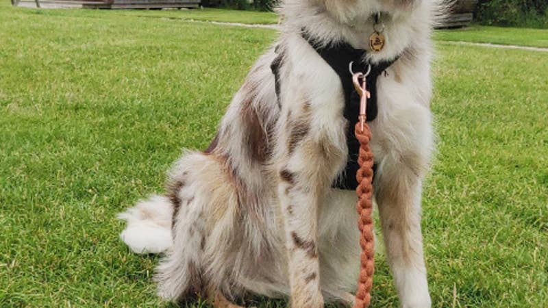 Jaspar the dog modelling our Chunky Macramé Dog