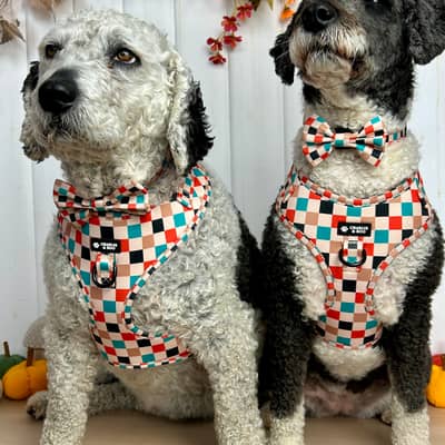 two dogs wearing autumn patchwork dog harness