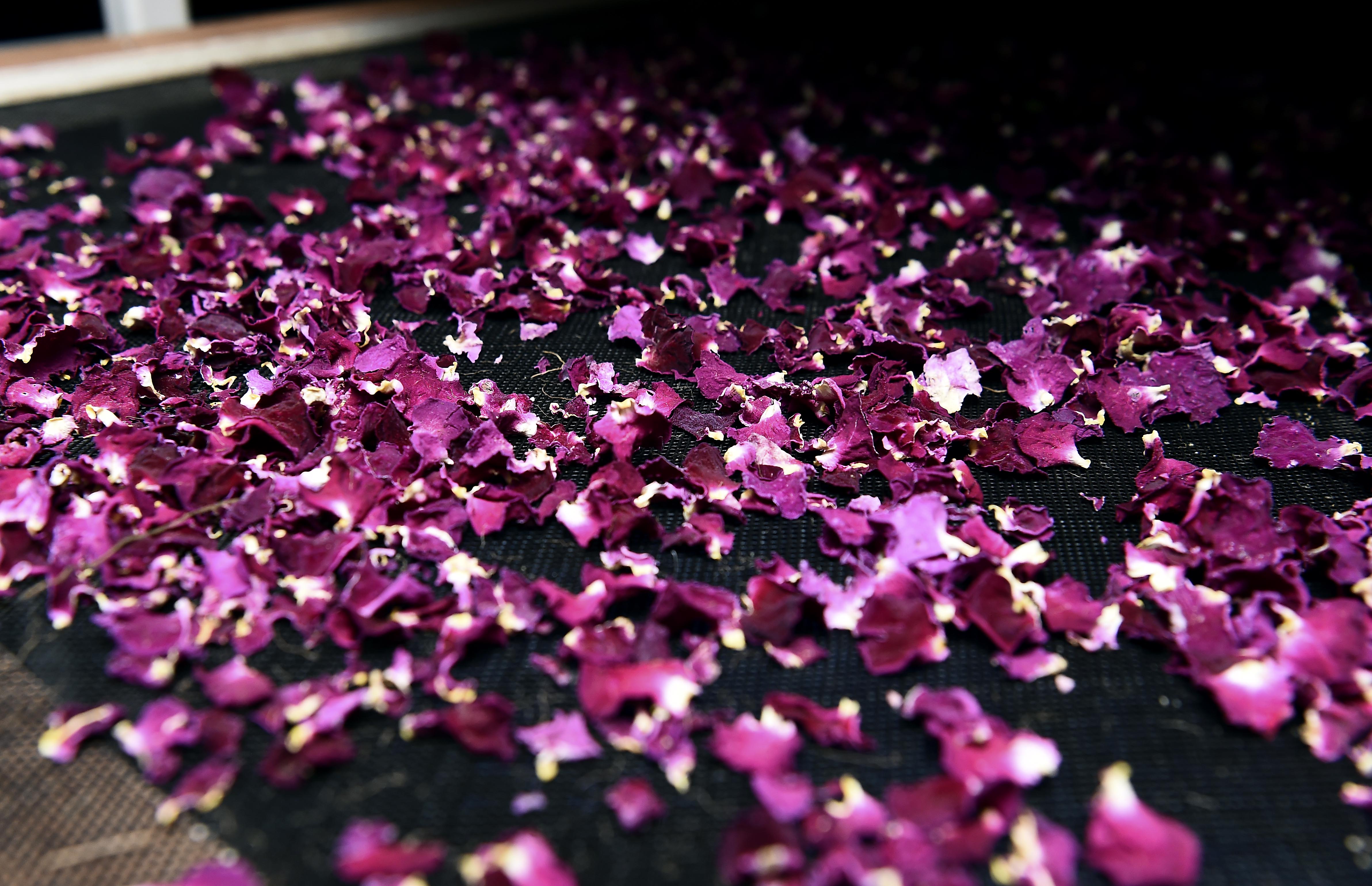 We grow, harvest and hand dry botanicals that go in to creating our gins!