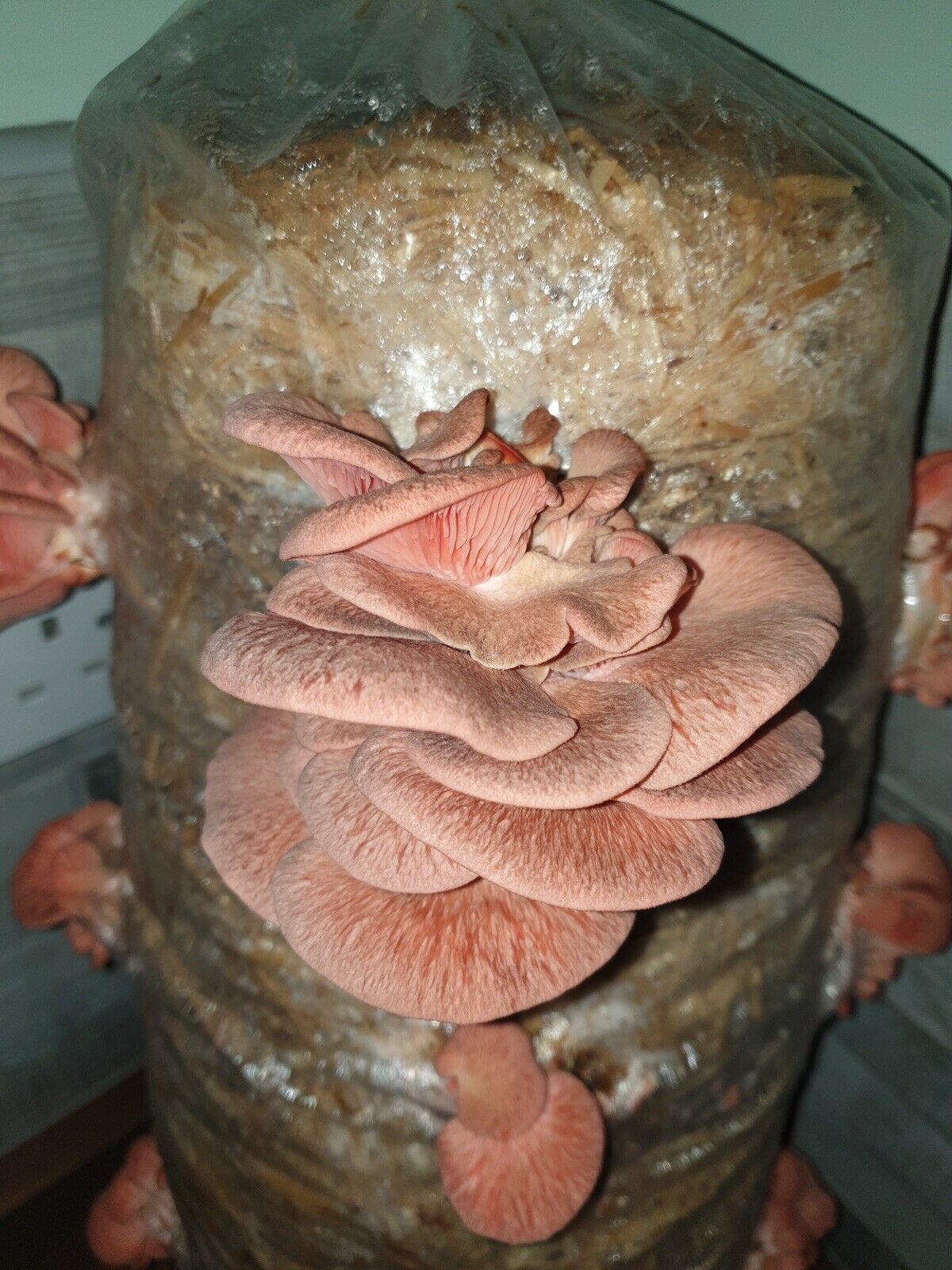 Pink Oyster Log 