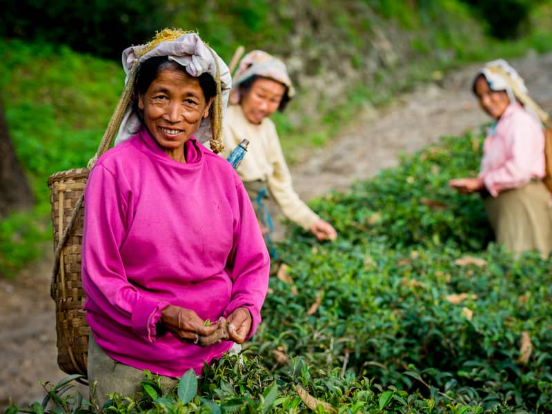 Darjeeling Tea pickers