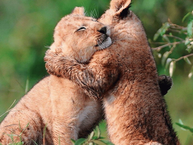 Lion cubs hugging