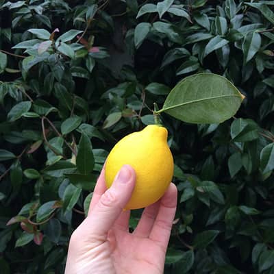 Proud homegrown lemon moment.