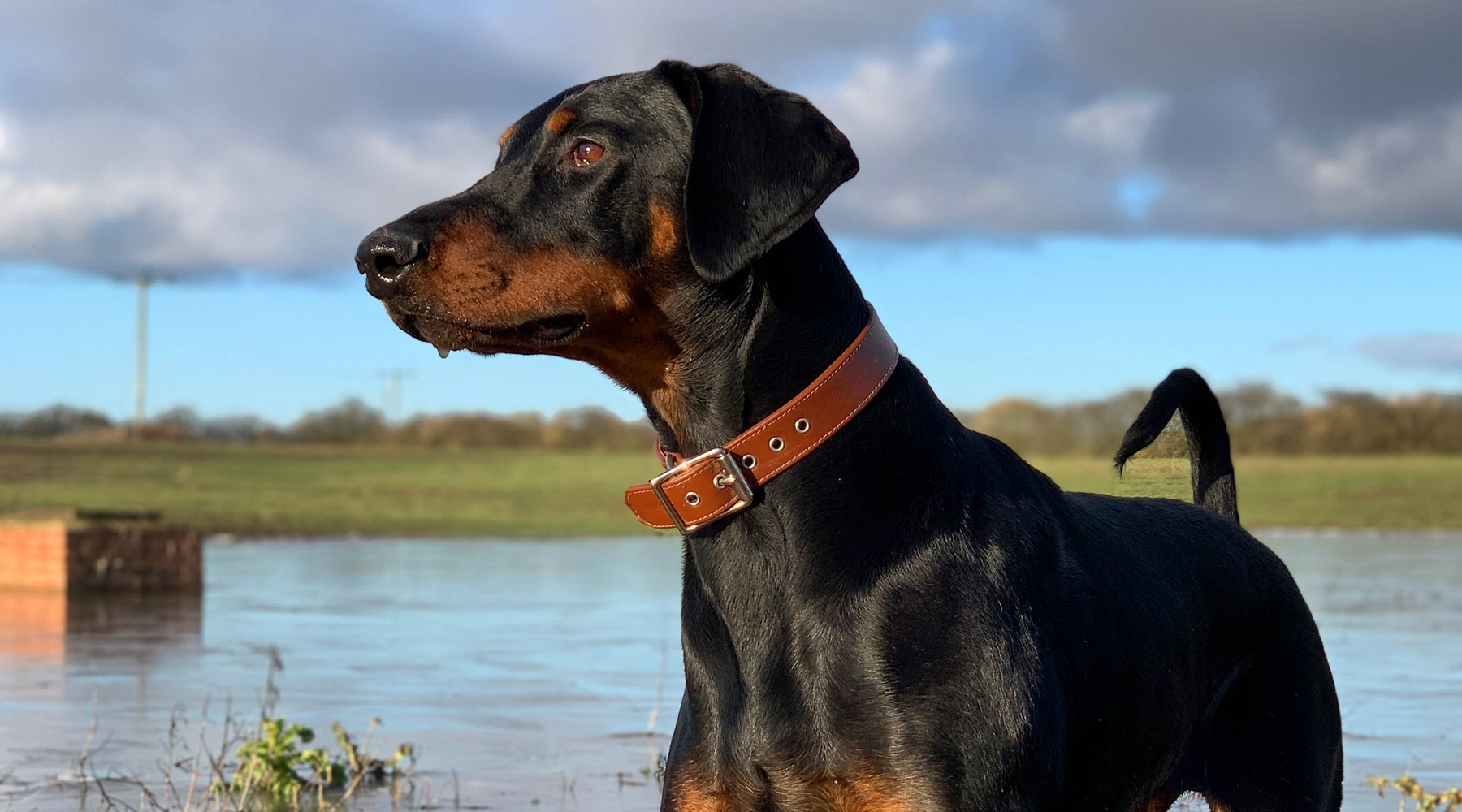 doberman dog collar