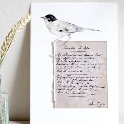 Blackcap on purple antique book page