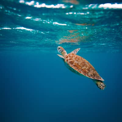 Sea turtle 3