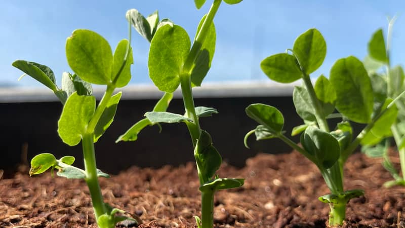pea seedlings in the sun