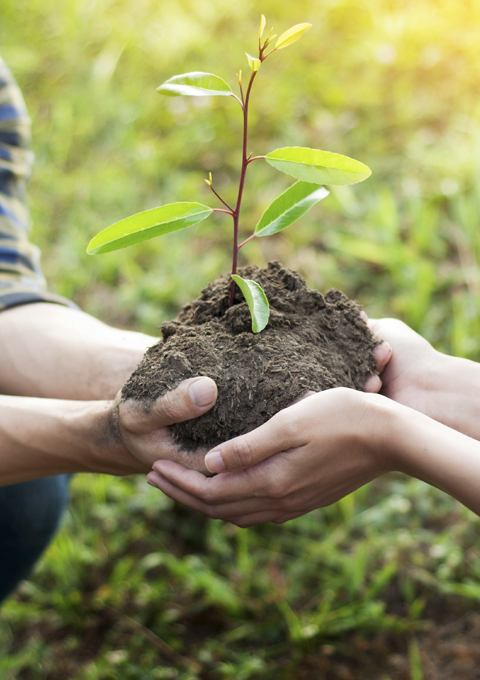 Tree sapling being planted